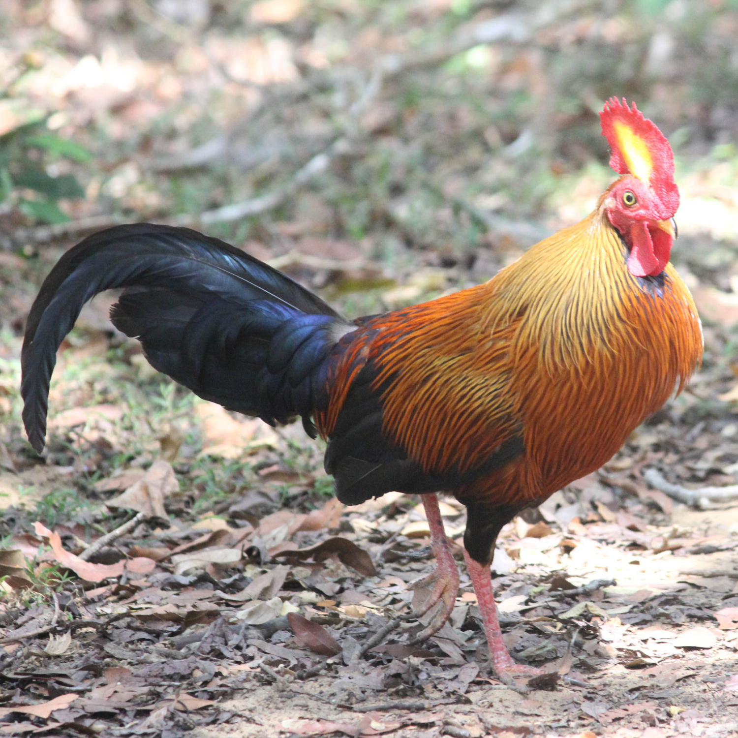 Jungle Fowl